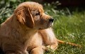 Commonwealth Golden Retriever Puppies